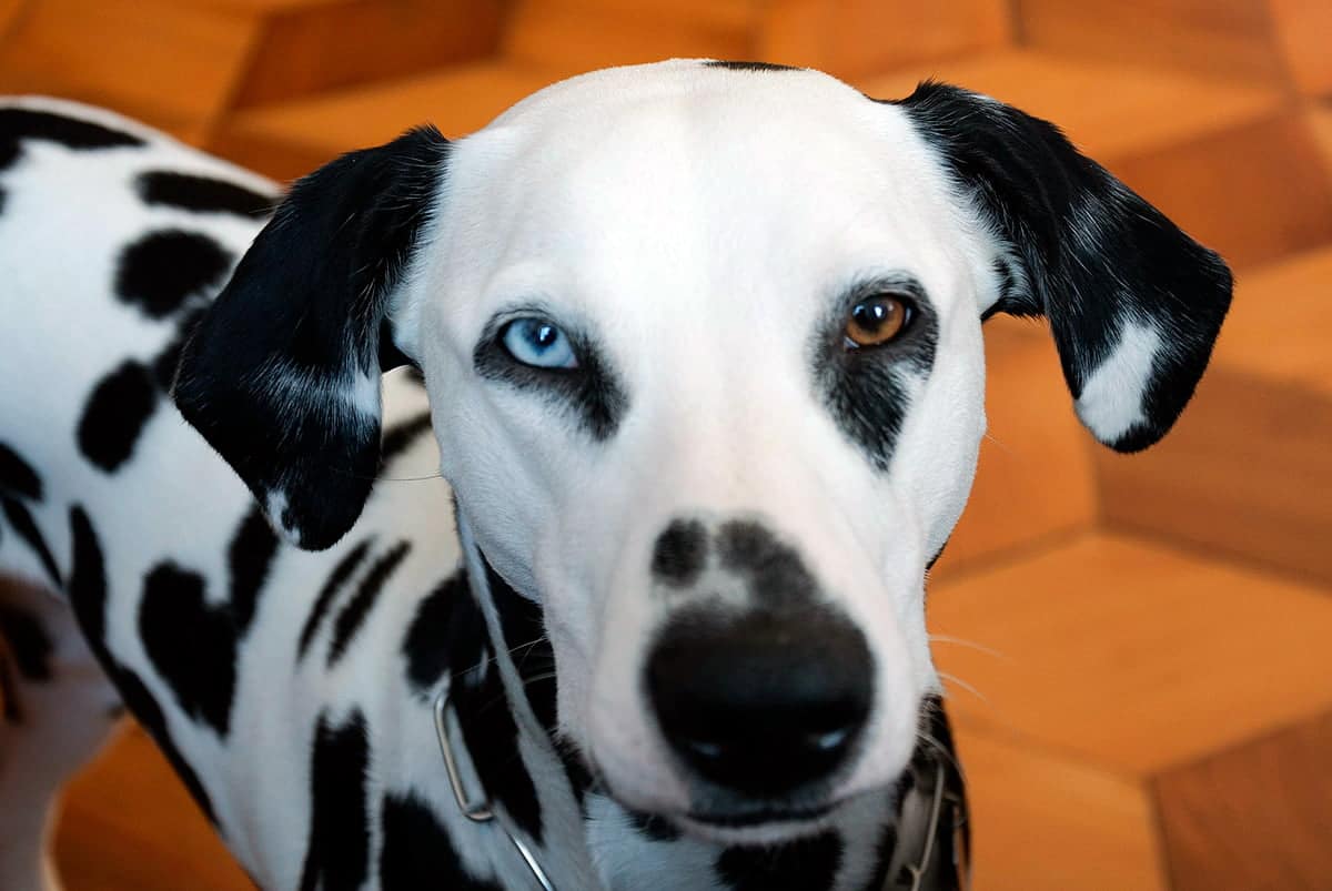 perro dalmata con heterocromia