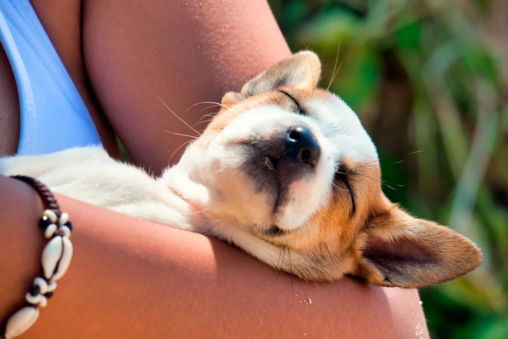 perro desmayado