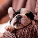 perro durmiendo sobre humano