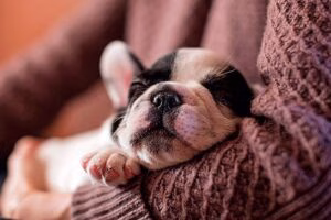 perro durmiendo sobre humano