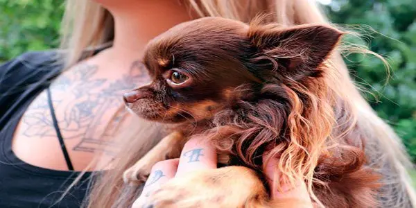 perro en brazos