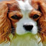 Cavalier King Charles Spaniel