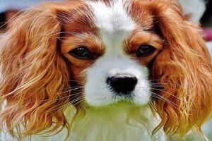 Cavalier King Charles Spaniel