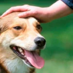 acariciar perro