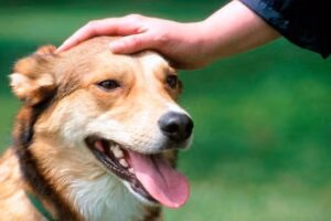 acariciar perro