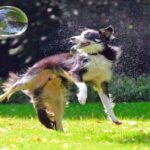 border collie