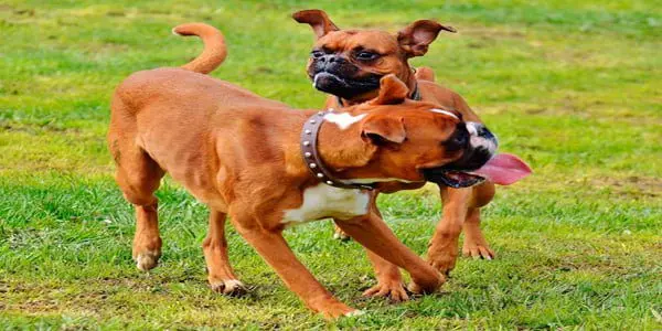 boxer