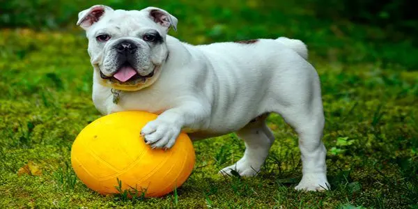 bulldog ingles