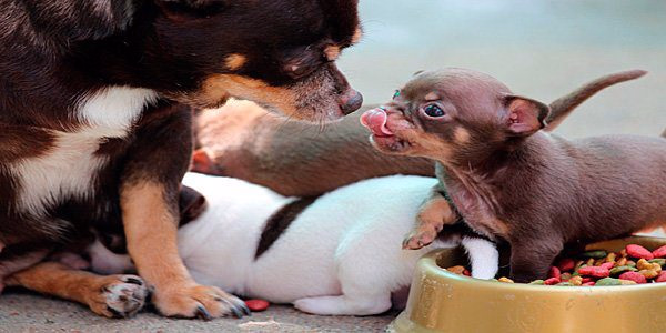 cachorro jugando con su madre y hermanos