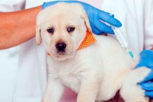 cachorro recibiendo la vacuna polivalente
