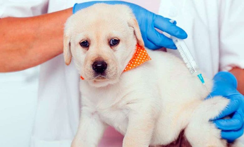 cachorro recibiendo la vacuna polivalente