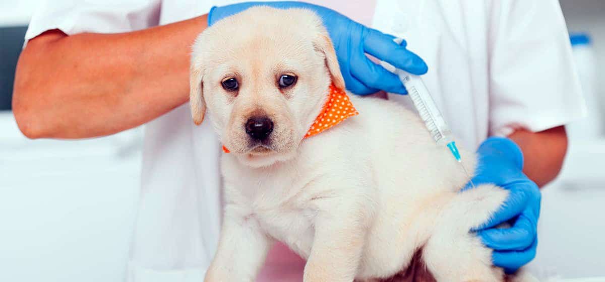 Vacuna polivalente perros ¿Qué es y cuando ponerla?