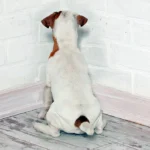 perro con la cabeza contra la pared