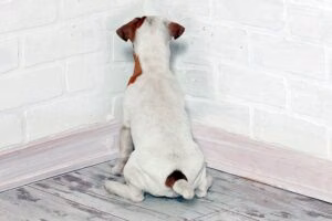 perro con la cabeza contra la pared