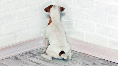 perro con la cabeza contra la pared