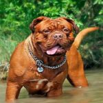 perro de gran tamaño jugando en el agua