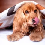 perro enfermo debajo de una manta se relame