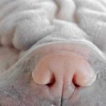 pliegues de la piel de un shar pei blanco