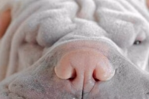 pliegues de la piel de un shar pei blanco