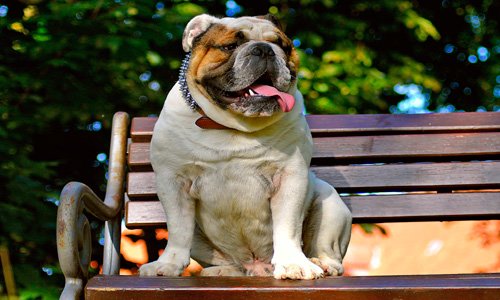 Bulldog inglés sentado en un banco en el parque