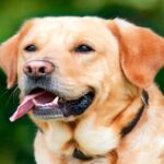 cabeza de perro con señales de calma