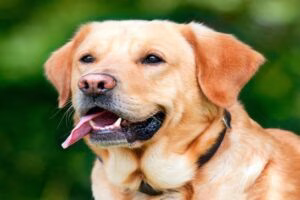 cabeza de perro con señales de calma