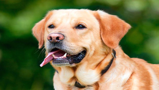 cabeza de perro con señales de calma
