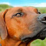 crestado rodesiano 4