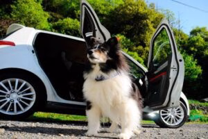 pero junto al coche