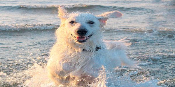 perro Kuvasz bañandose en el mar