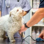 perro en revision veterinaria