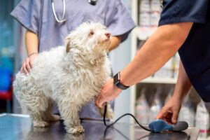perro en revision veterinaria
