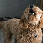 perro ladrando dentro de casa