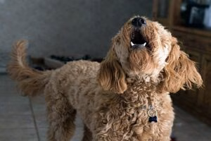 perro ladrando dentro de casa
