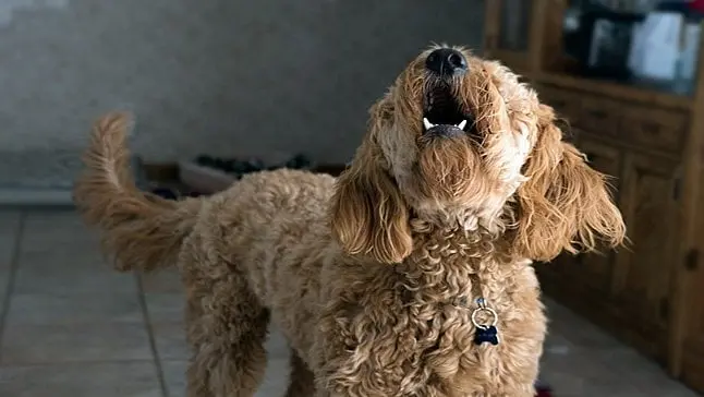 perro ladrando dentro de casa