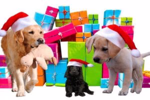 perros con regalos