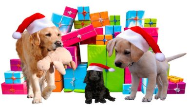 perros con regalos