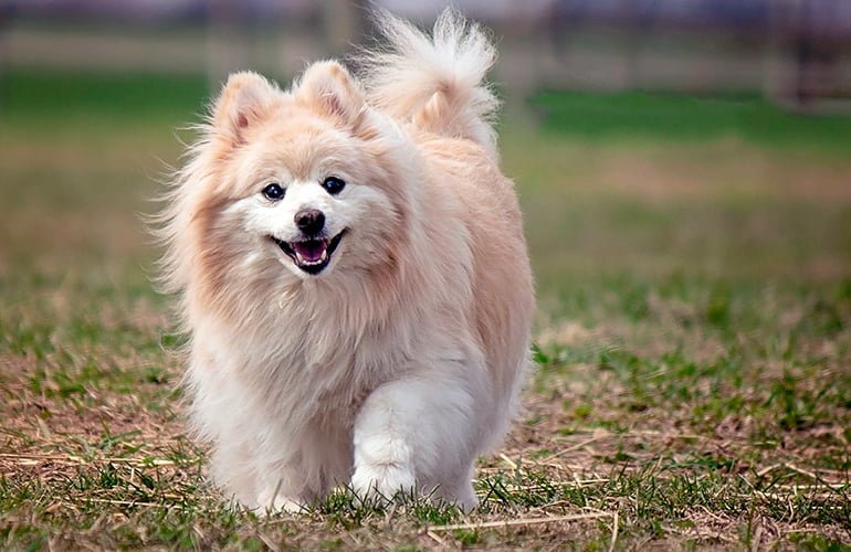 Top 10 de perros Mini & fotos!