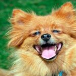 spitz 1