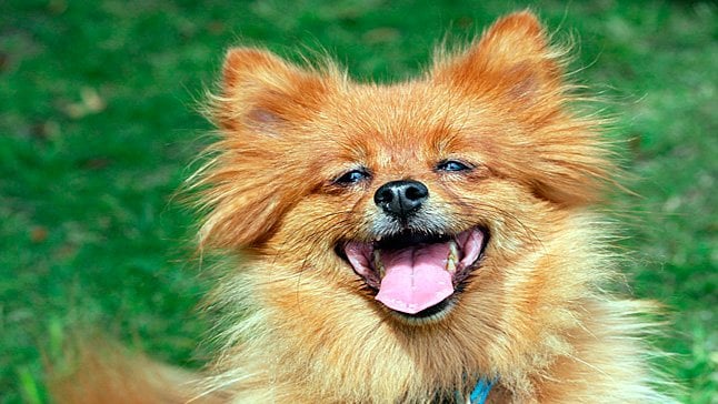 perro de raza spitz sonriendo