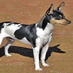 Bodeguero Valenciano