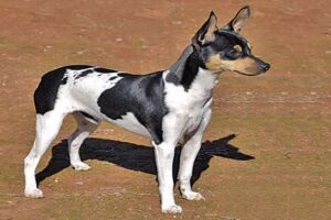 Bodeguero Valenciano