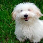 Coton de Tulear
