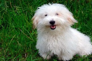 Coton de Tulear