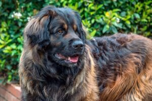 Leonberger1