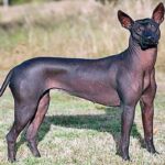 Xoloitzcuintle2