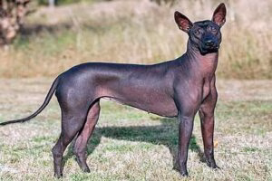 Xoloitzcuintle2