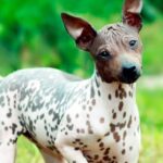 american hairless terrier