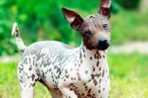 american hairless terrier