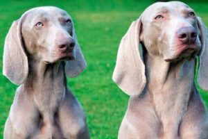 braco de weimar caracteristicas